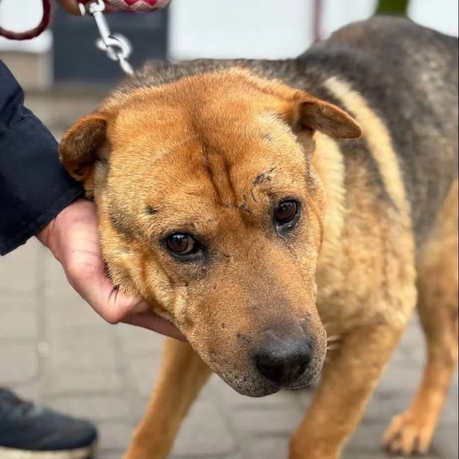 Marvel-197 (Марвел-197), male 6yo mixed breed for adoption at LKP Lev Lviv, Lviv