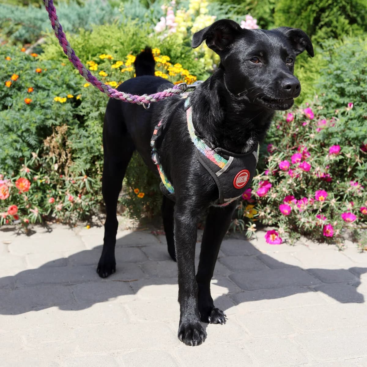 Ariel-014 (Аріель-014), female young mixed breed for adoption at LKP Lev Lviv, Lviv