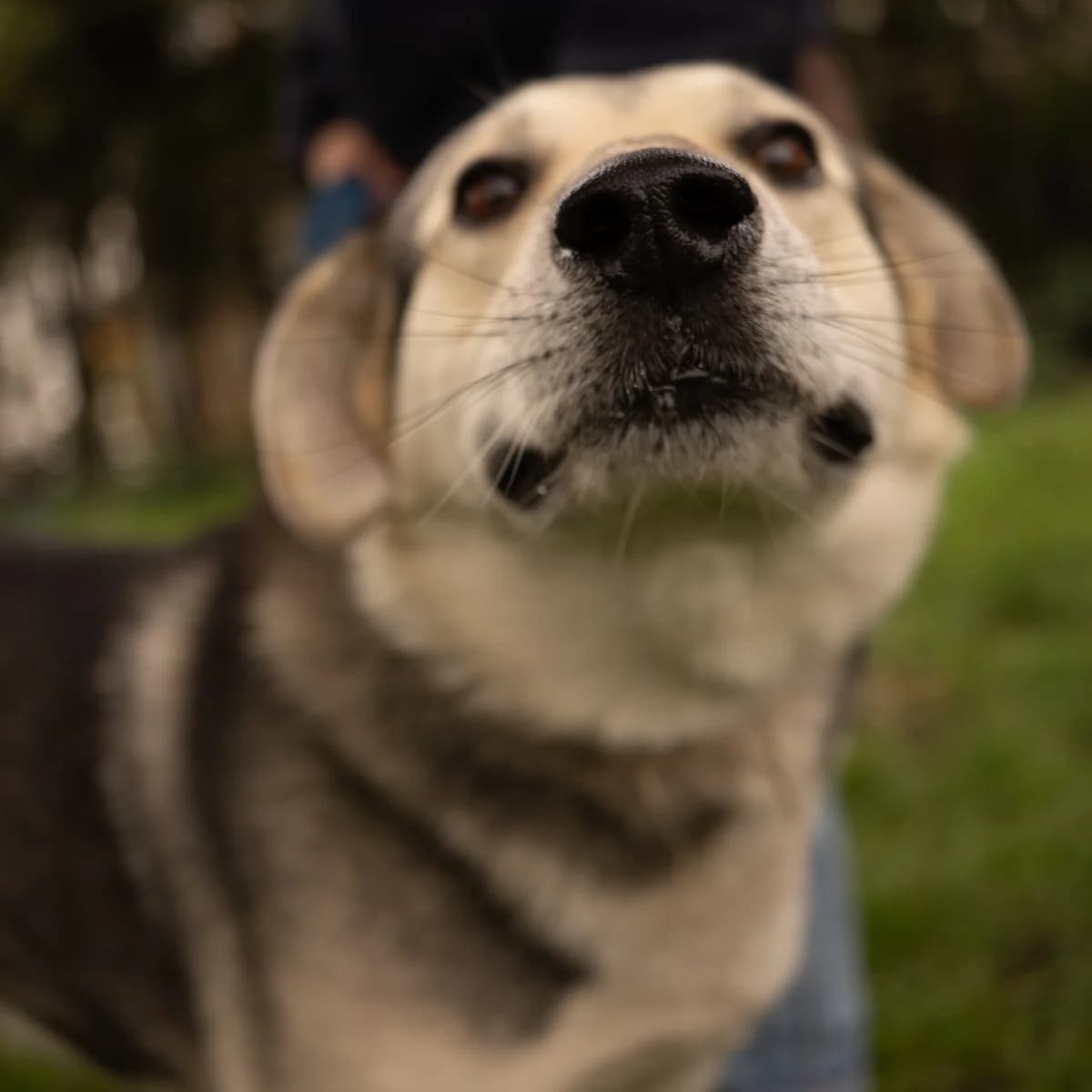 Maks-244 (Макс-244), male mixed breed for adoption at Lkp Lev