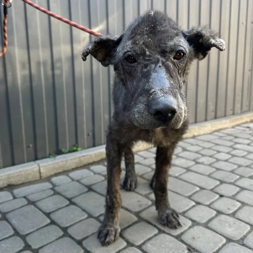 Chupik-256 (Чупік-256), male mixed breed for adoption at Lkp Lev