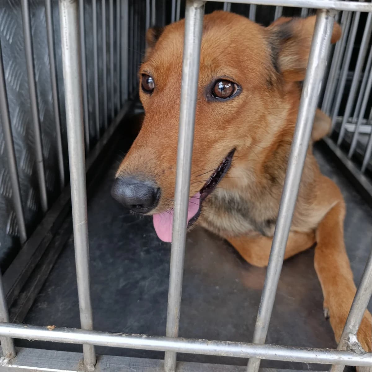 Alma-403 (Альма-403), female 3yo mixed breed for adoption at LKP Lev Lviv, Lviv