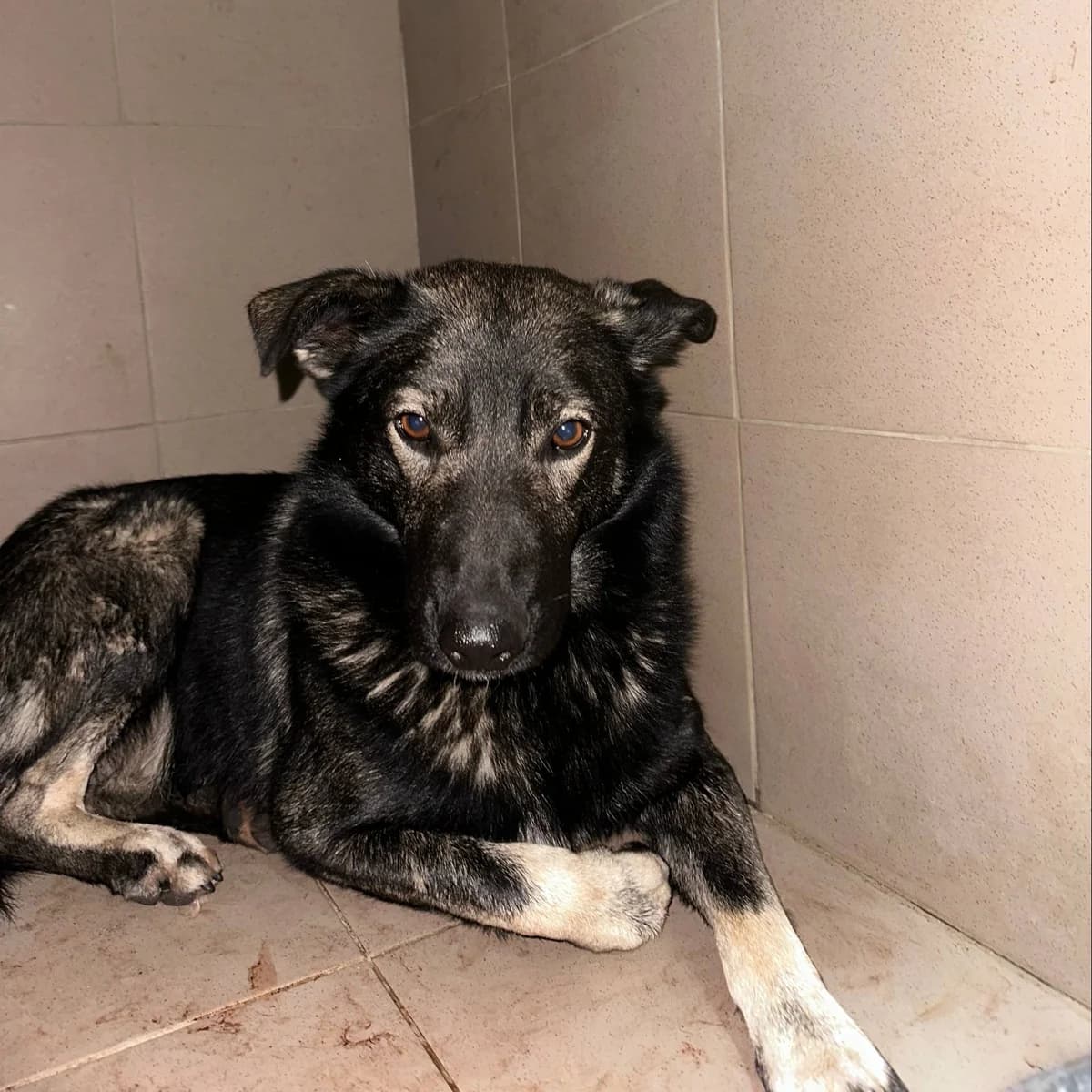 Paksli-250 (Пакслі-250), male mixed breed for adoption at Lkp Lev