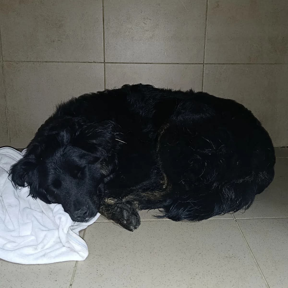Oskar Teodor (Kadzu-018) (Оскар Теодор (Кадзу-018)), male 6yo mixed breed for adoption at LKP Lev Lviv, Lviv