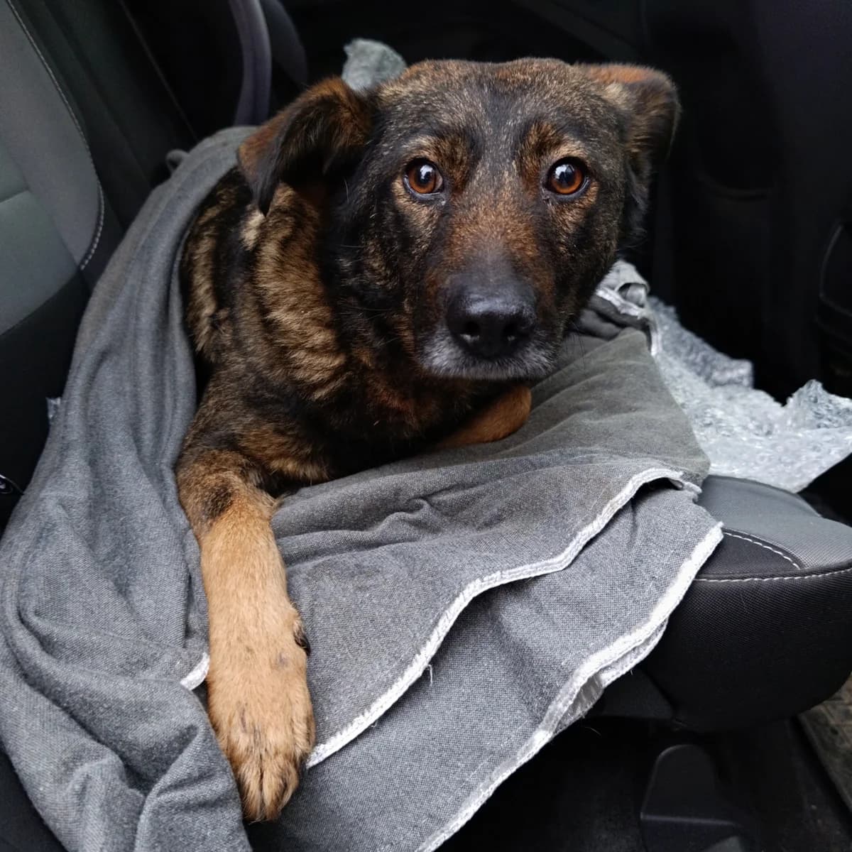 Brenda-125 (Бренда-125), female mixed breed for adoption at Lkp Lev