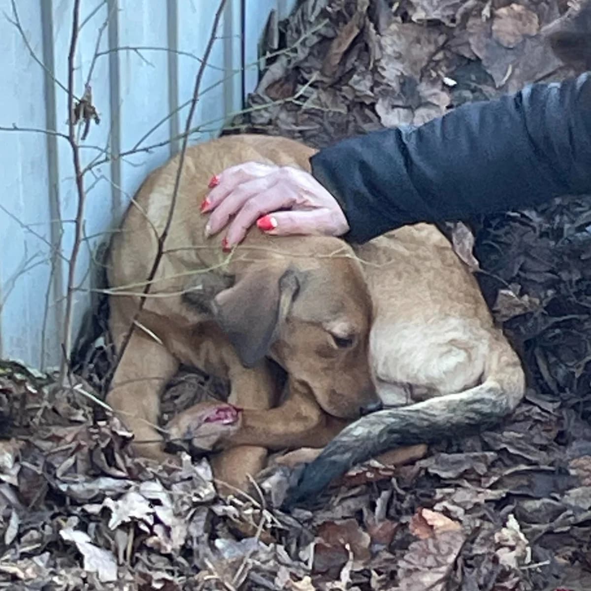 Nirvana-1913 (Нірвана-1913), female mixed breed for adoption at Lkp Lev