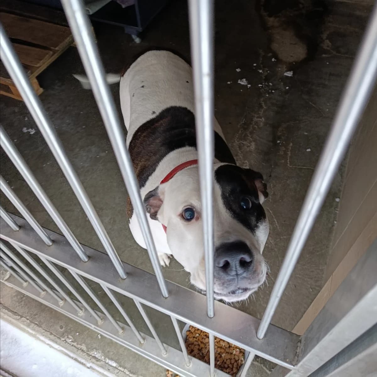 Oksi-055 (Оксі-055), female mixed breed for adoption at Lkp Lev