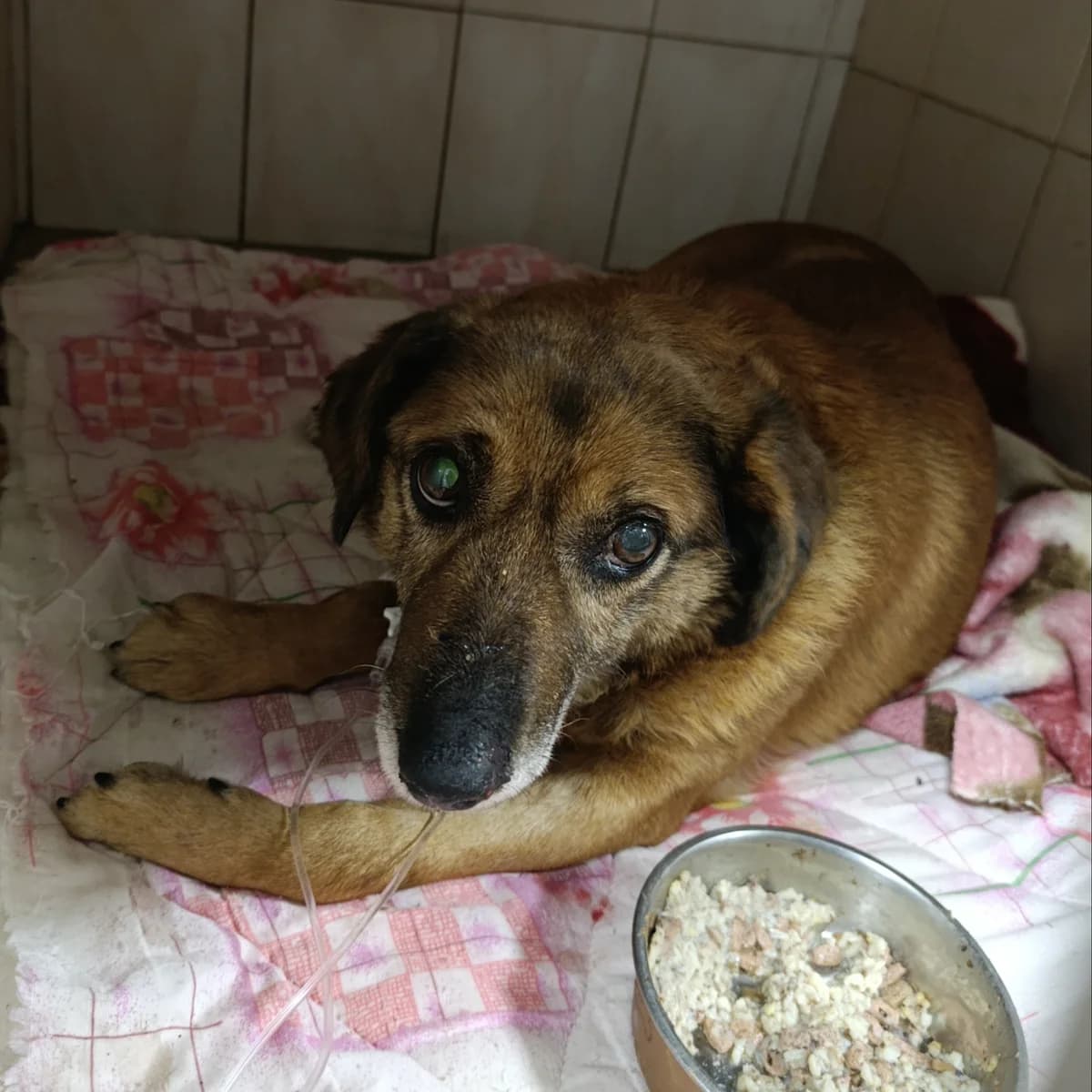 Charli-170 (Чарлі-170), male mixed breed for adoption at Lkp Lev