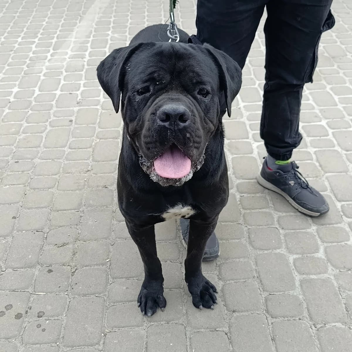 Mario -111 (Маріо -111), male mixed breed for adoption at Lkp Lev