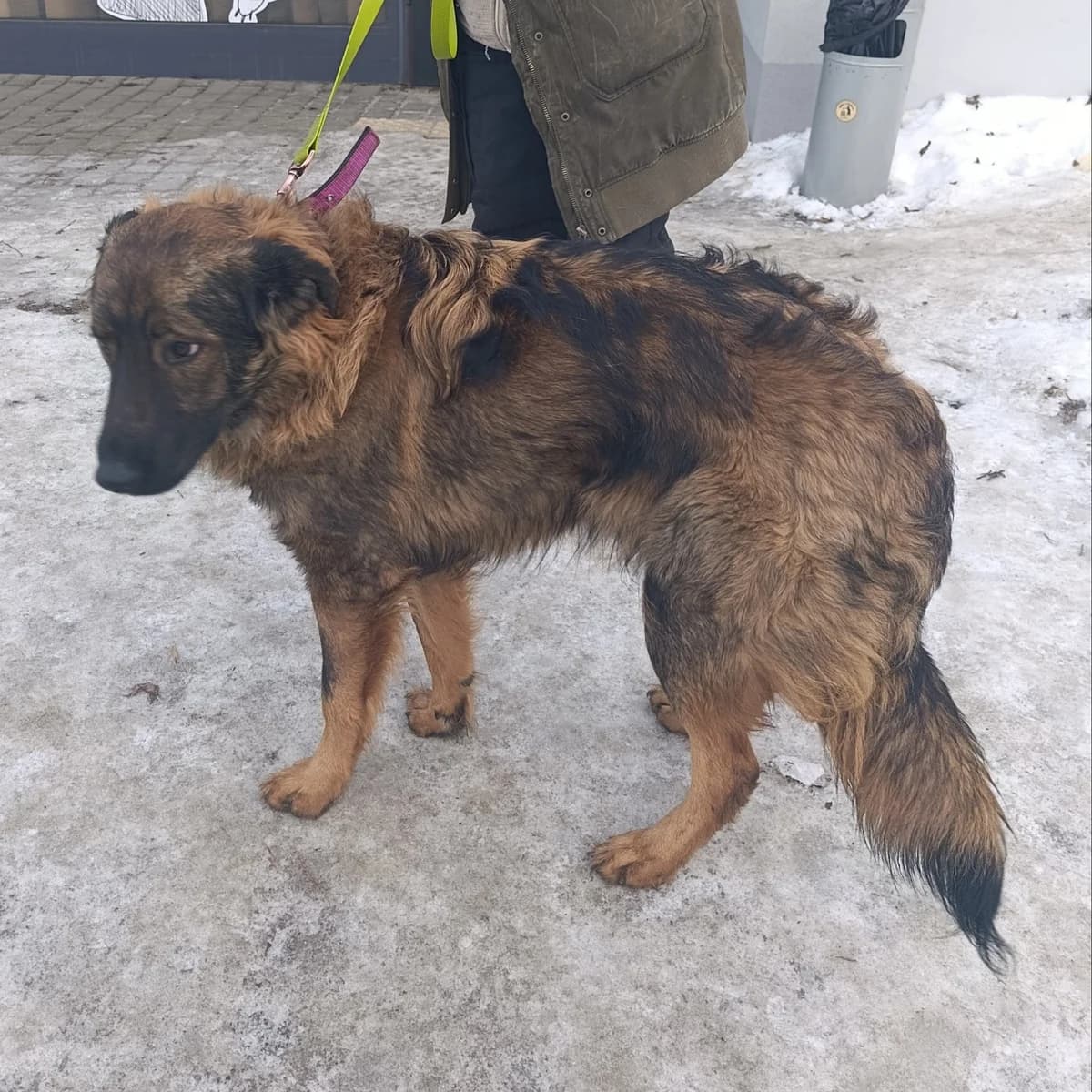 Adam-002 (Адам-002), male young mixed breed for adoption at LKP Lev Lviv, Lviv