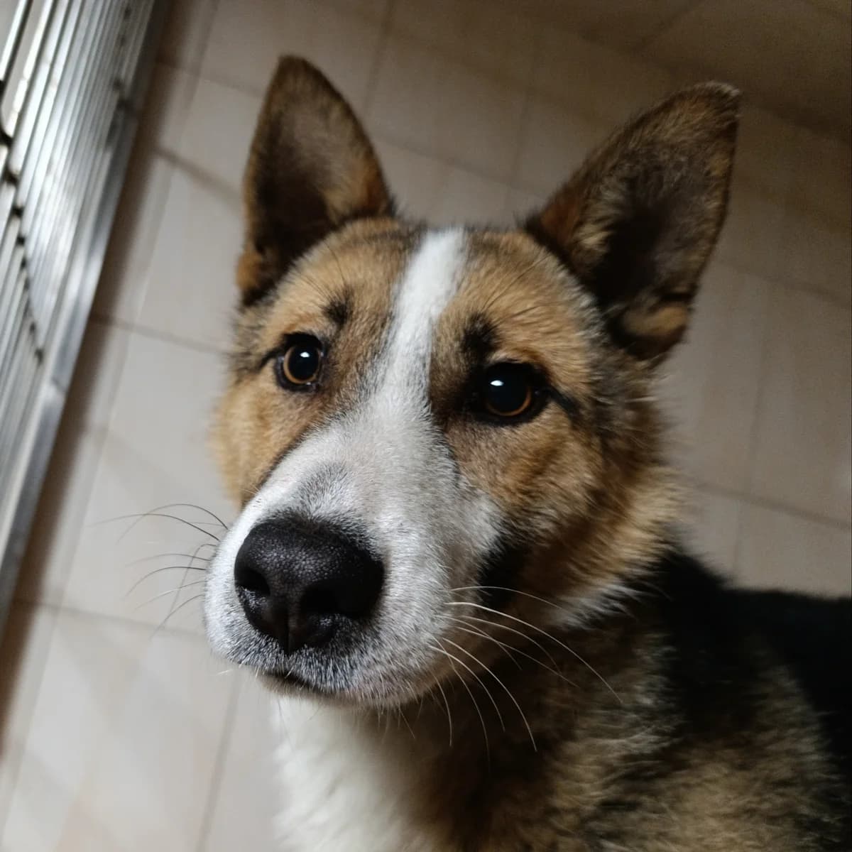 Bumer -044 (Бумер -044), male mixed breed for adoption at Lkp Lev