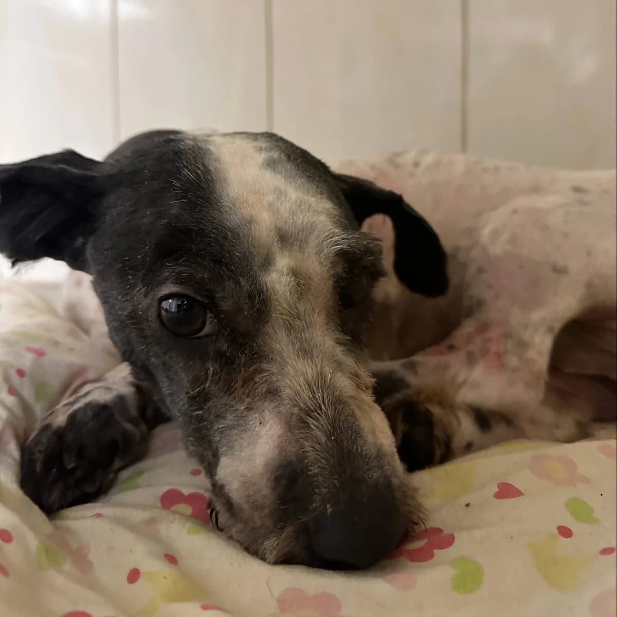 Marsik-008 (Марсік-008), male mixed breed for adoption at Lkp Lev