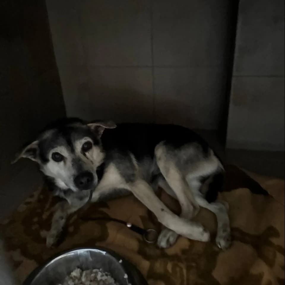 Liora-157 (Ліора-157), male mixed breed for adoption at Lkp Lev