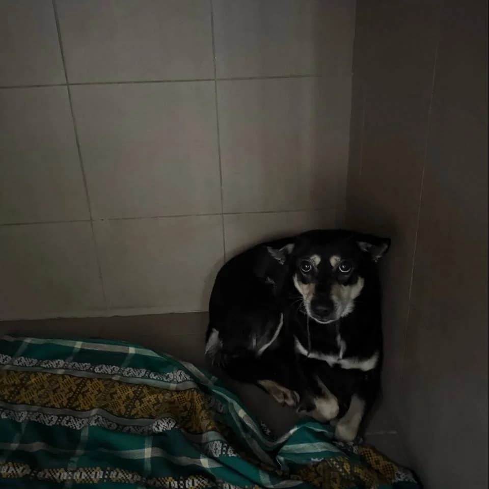 Kassio-158 (Кассіо-158), male mixed breed for adoption at Lkp Lev