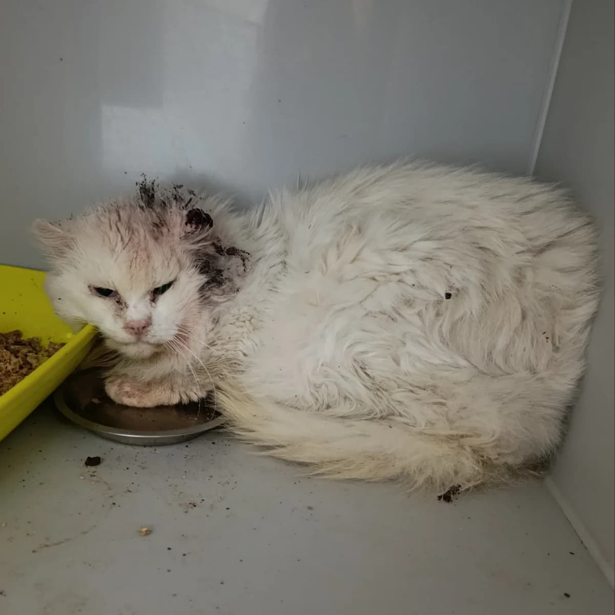 Snizhok-159 (Сніжок-159), male mixed breed for adoption at Lkp Lev