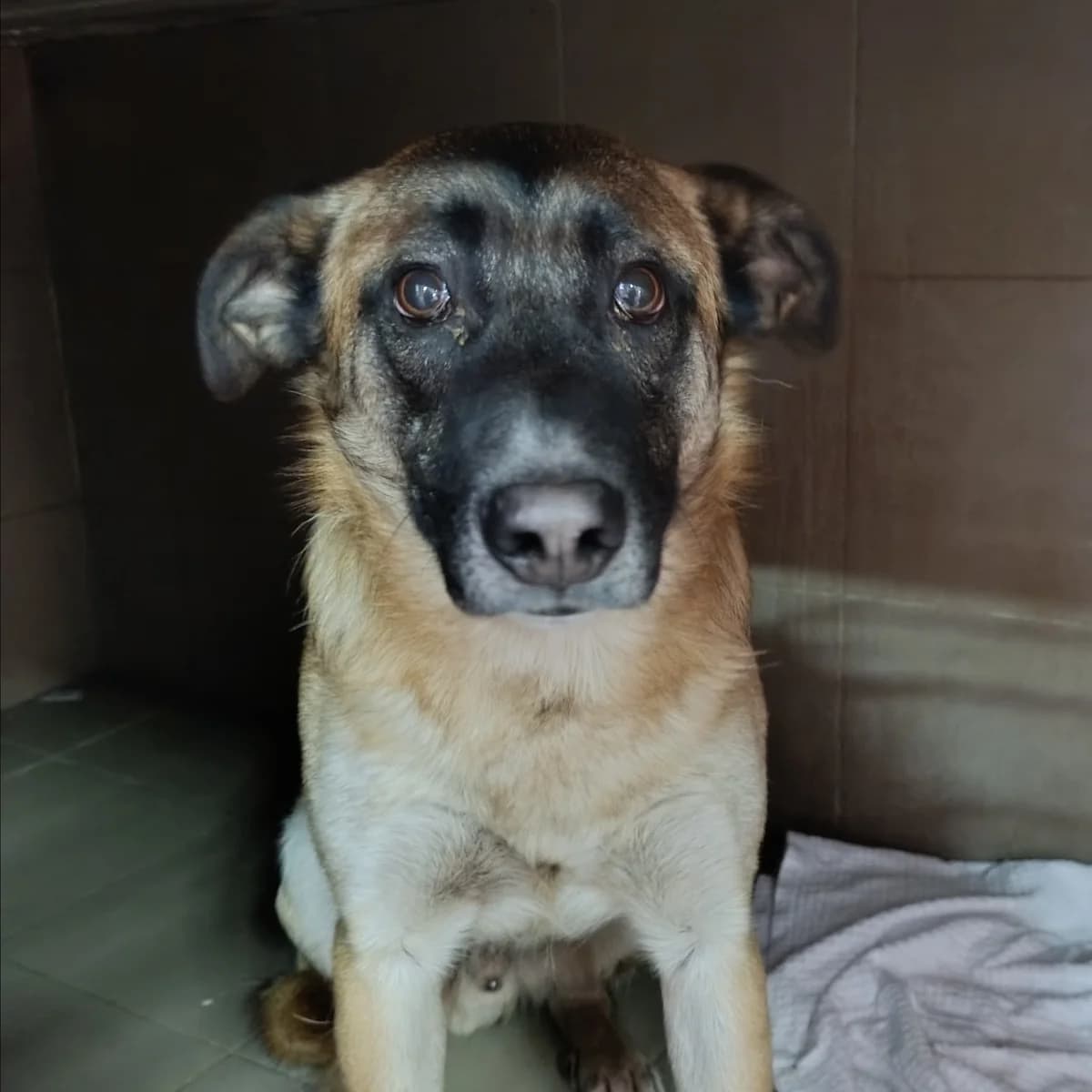 Kashtan-516 (Каштан-516), male mixed breed for adoption at Lkp Lev