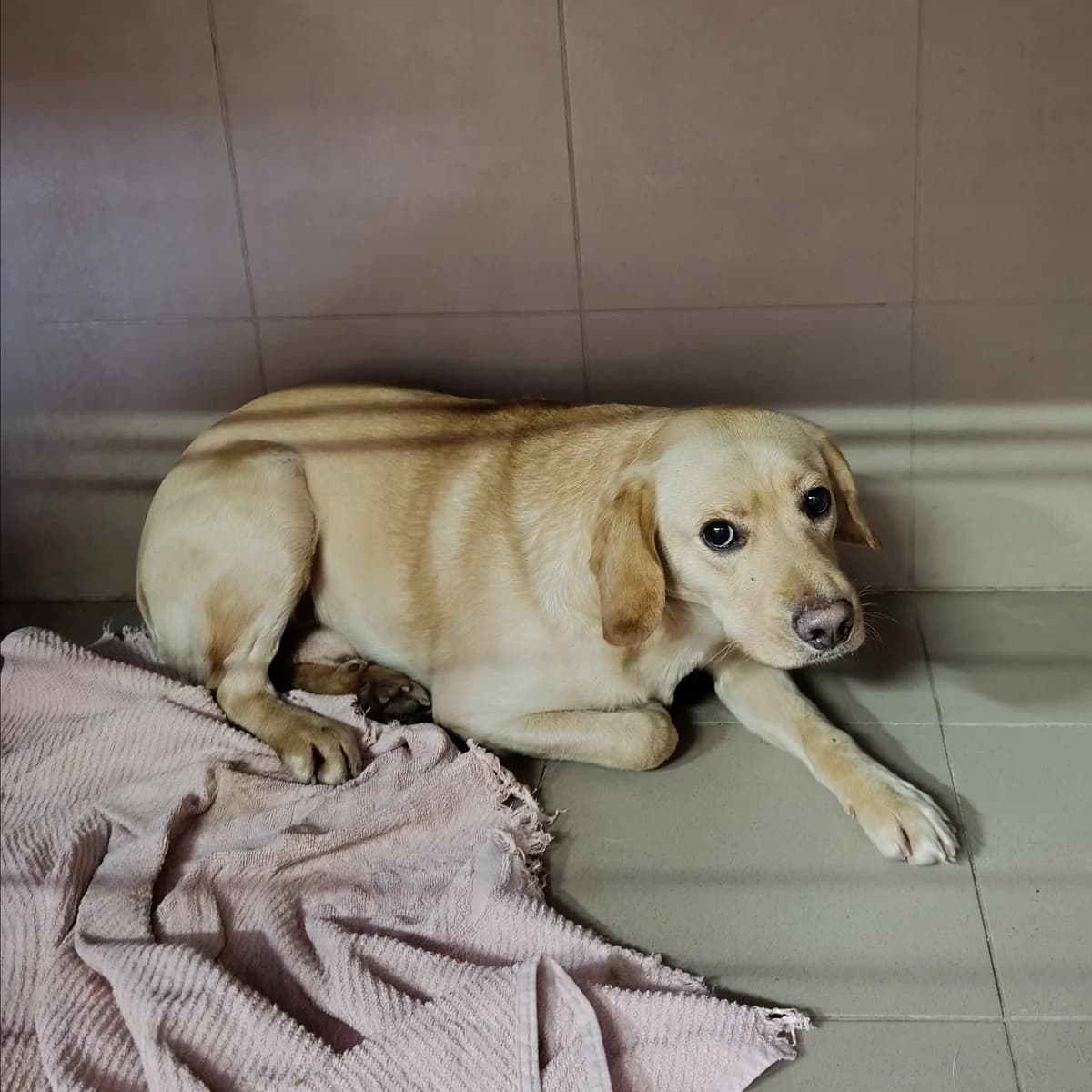 Ender-517 (Ендер-517), male mixed breed for adoption at Lkp Lev