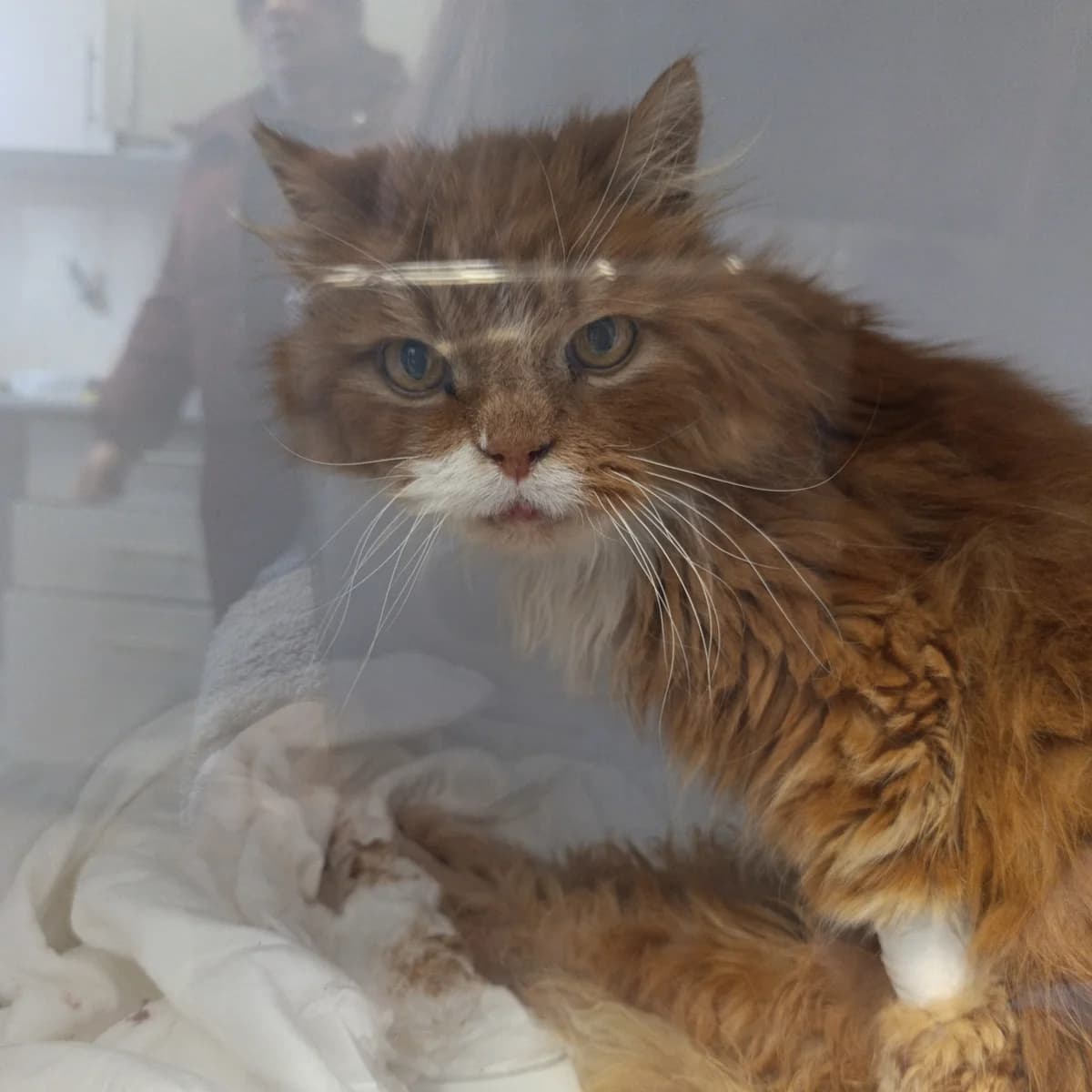 Rizhik-165 (Рижик-165), male mixed breed for adoption at Lkp Lev