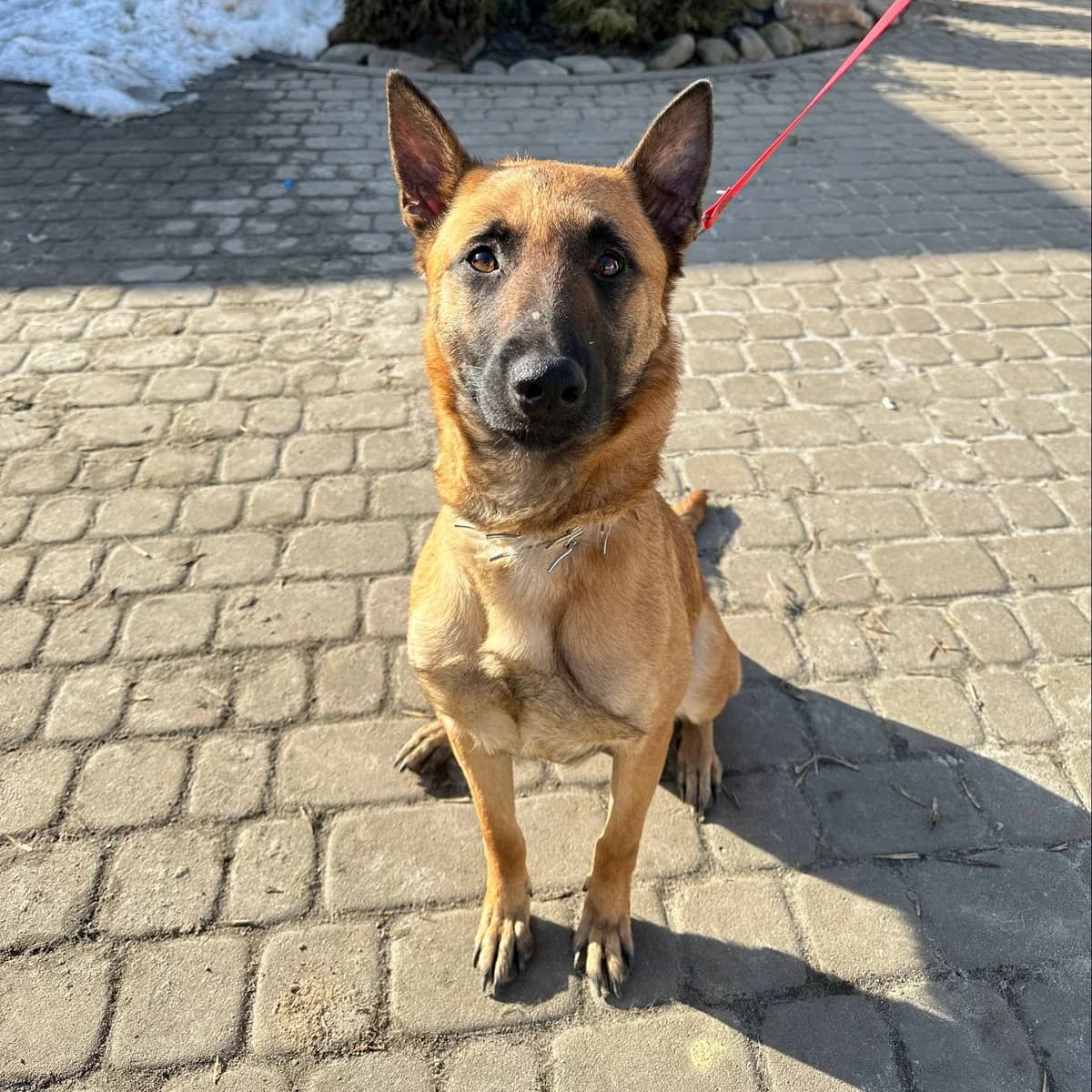 Arabika-028 (Арабіка-028), female mixed breed for adoption at Lkp Lev