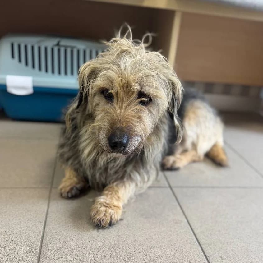 Brovko-001 (Бровко-001), male mixed breed for adoption at Lkp Lev