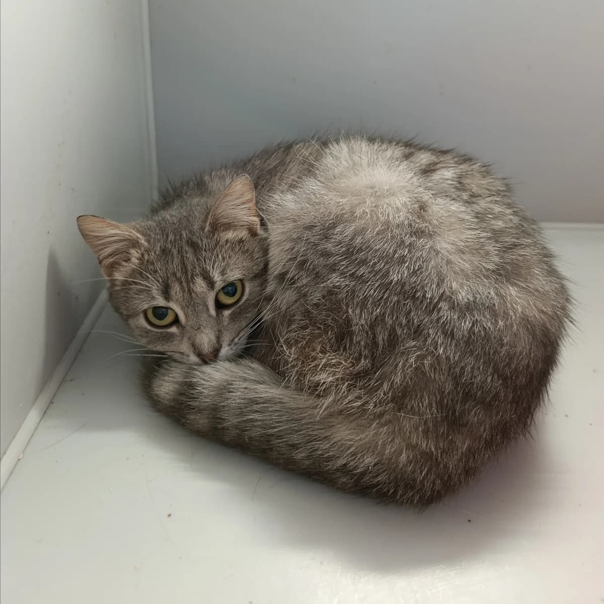 Piksi-236 (Піксі-236), female mixed breed for adoption at Lkp Lev