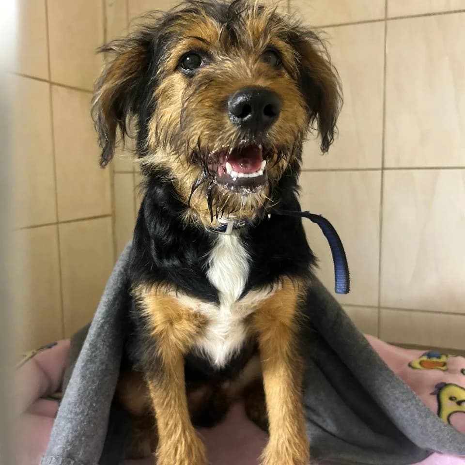 Bembi-109 (Бембі-109), male mixed breed for adoption at Lkp Lev