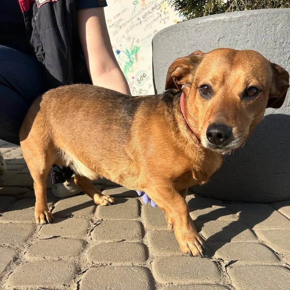 Chuya-029 (Чуя-029), male mixed breed for adoption at Lkp Lev