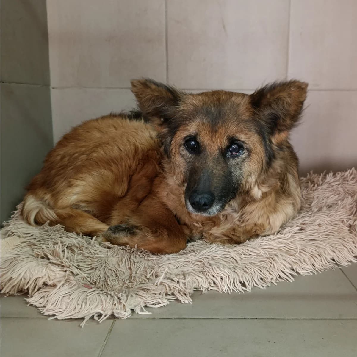 Dina-027 (Діна-027), female 7yo mixed breed for adoption at LKP Lev Lviv, Lviv