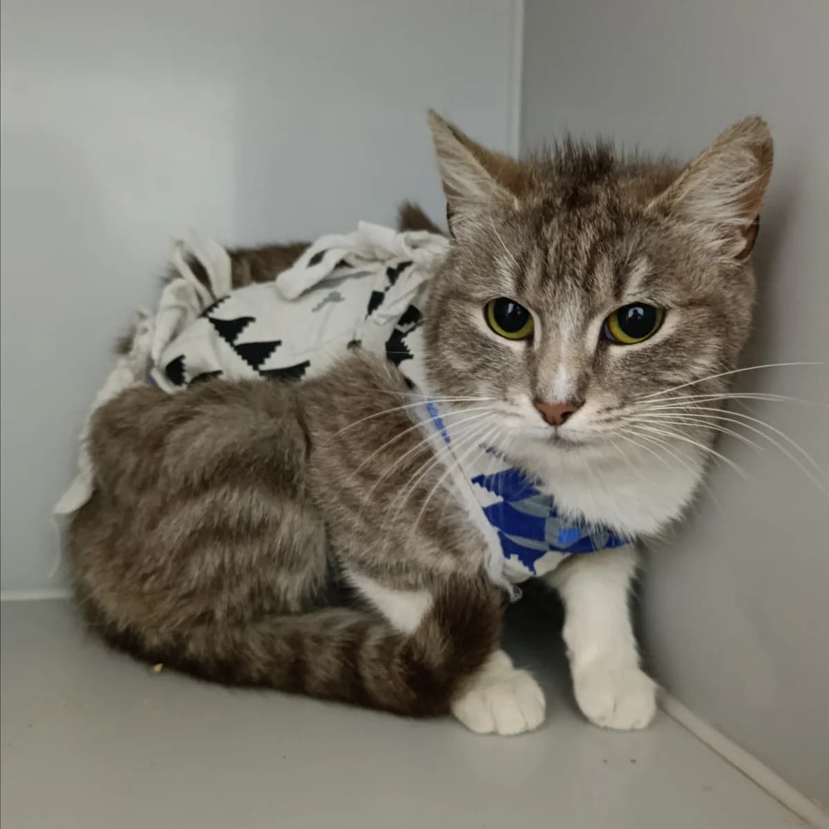 Eshli-495 (Ешлі-495), female young mixed breed for adoption at LKP Lev Lviv, Lviv