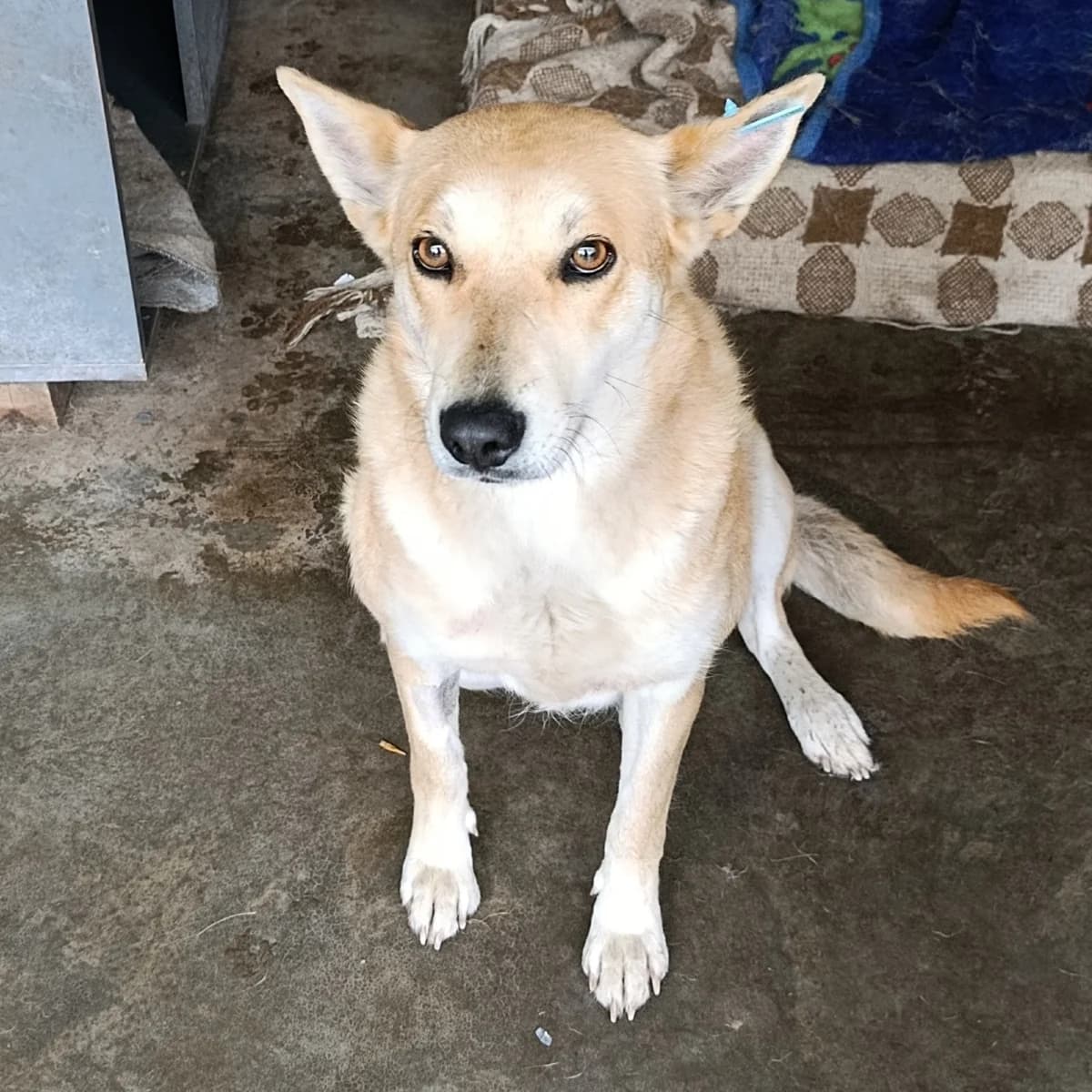 Kila-004 (Кіла-004), female 4yo mixed breed for adoption at LKP Lev Lviv, Lviv