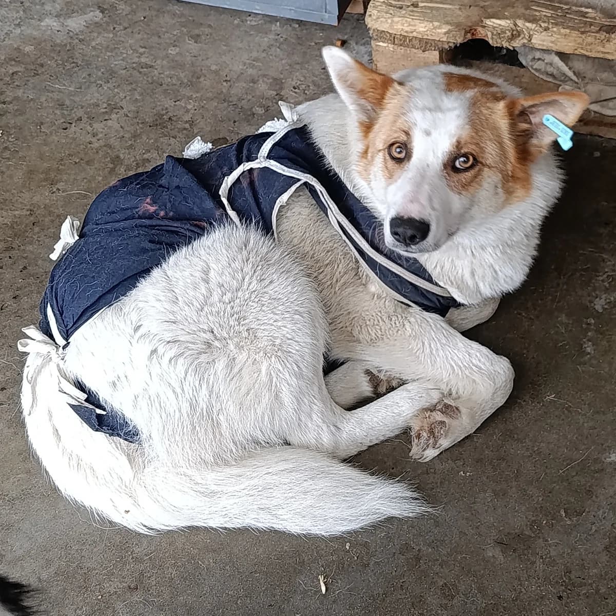 Ziki-003 (Зікі-003), female 4yo mixed breed for adoption at LKP Lev Lviv, Lviv