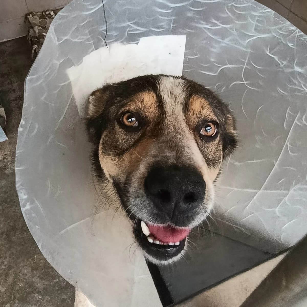 Fimu-005 (Фіму-005), female 5yo mixed breed for adoption at LKP Lev Lviv, Lviv