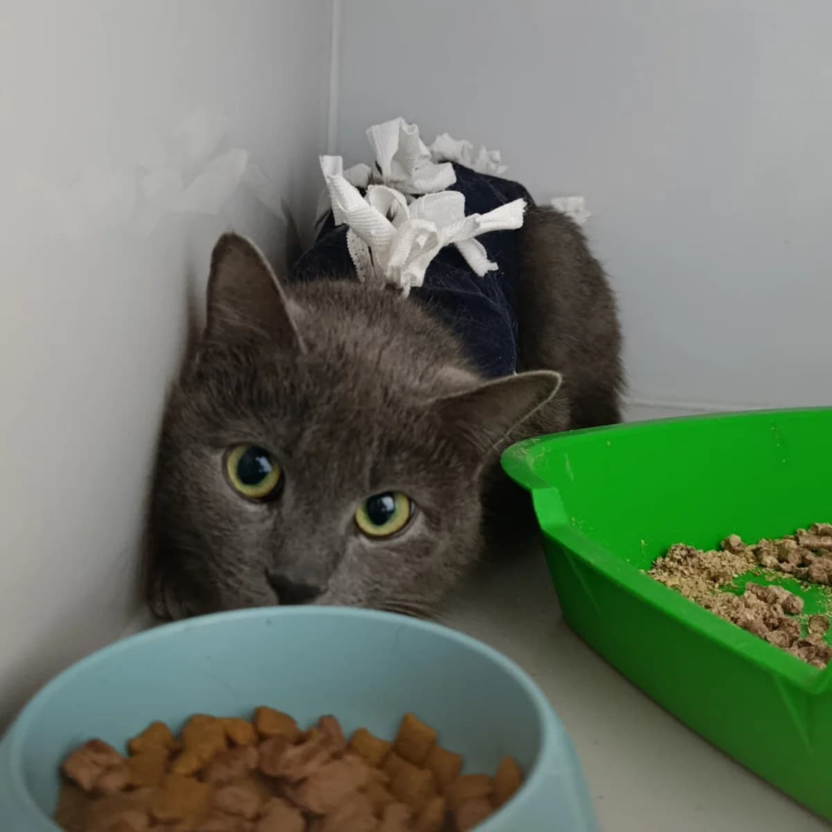 Lapochka-507 (Лапочка-507), female mixed breed for adoption at LKP Lev Lviv, Lviv