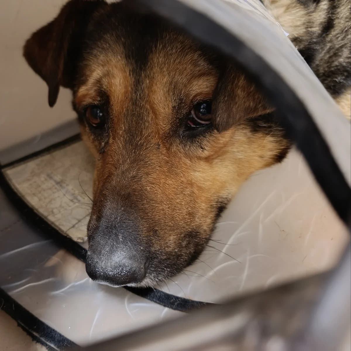 Lappu-170 (Лаппу-170), male 4yo mixed breed for adoption at LKP Lev Lviv, Lviv