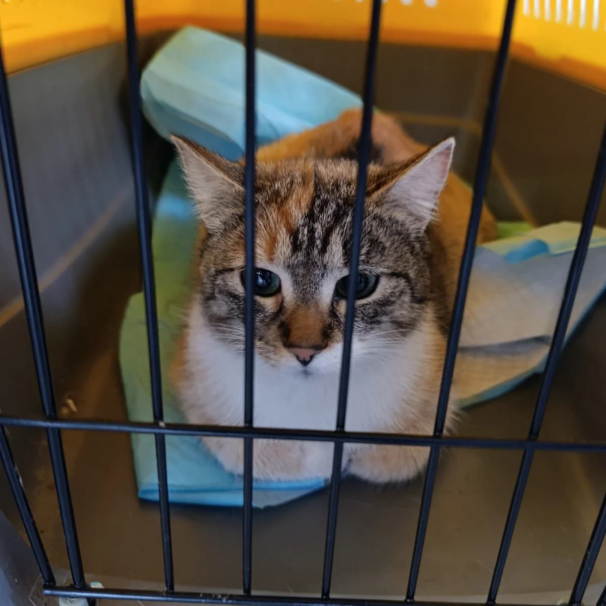 Nek-513 (Нек-513), female puppy mixed breed for adoption at LKP Lev Lviv, Lviv