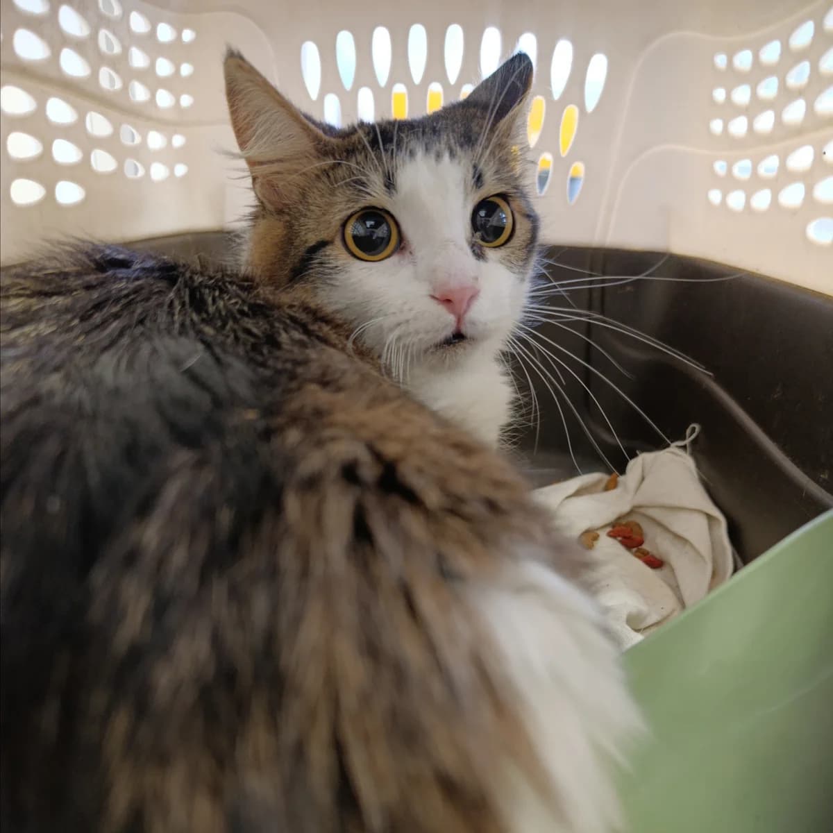 Basya-509 (Бася-509), female young mixed breed for adoption at LKP Lev Lviv, Lviv