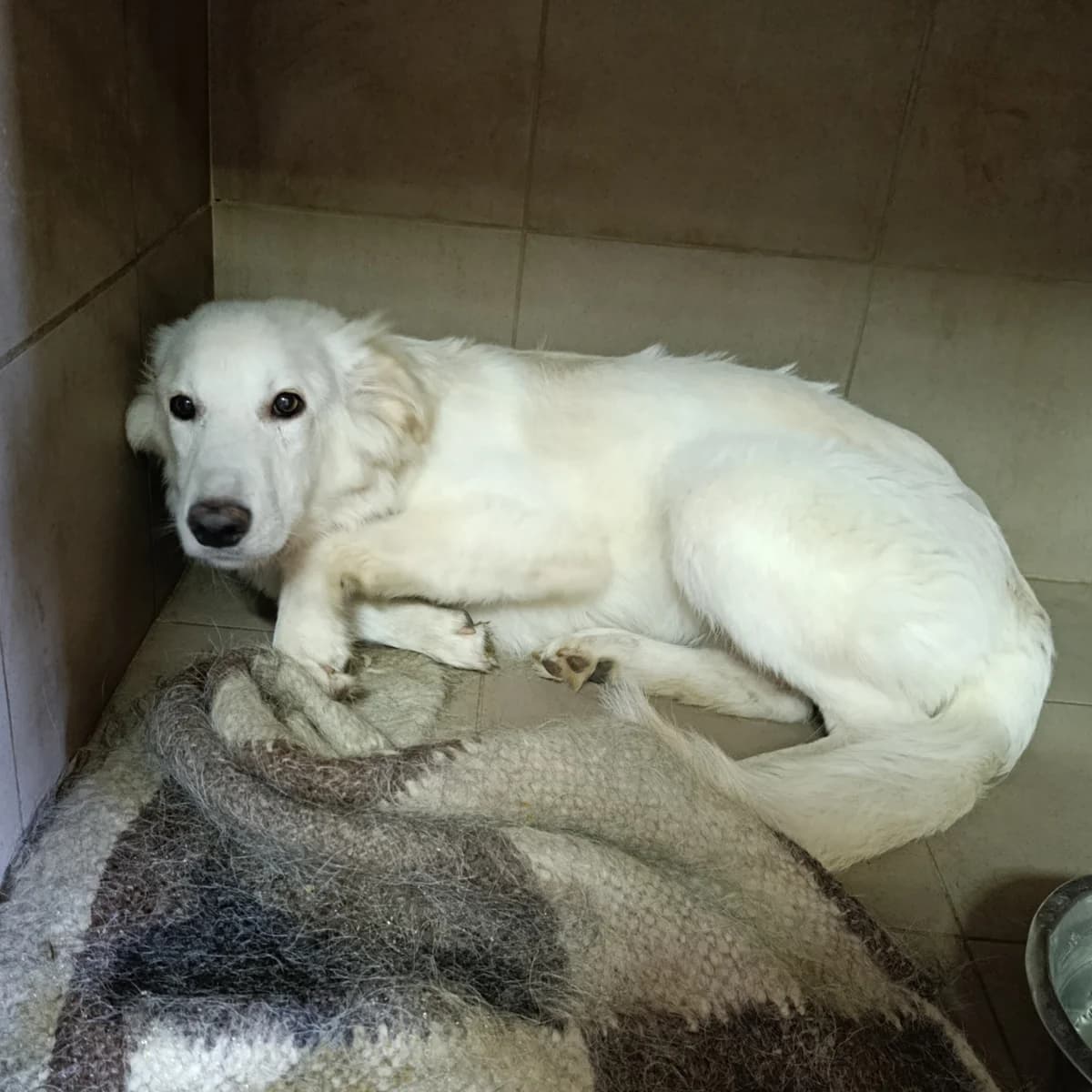 Tsukor-112 (Цукор-112), male young mixed breed for adoption at LKP Lev Lviv, Lviv