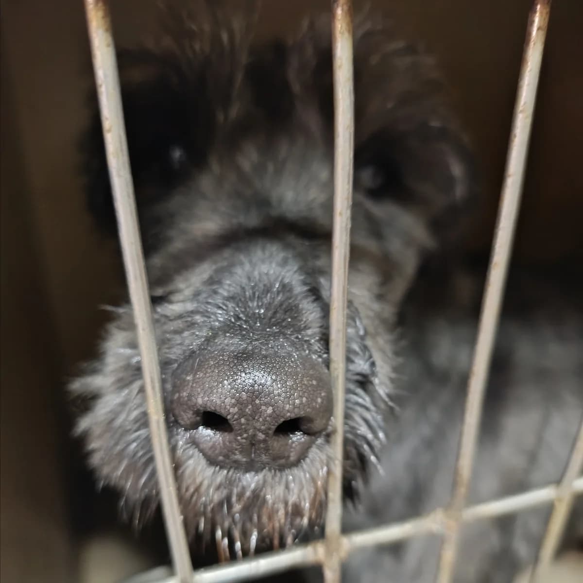 Skay-121 (Скай-121), female mixed breed for adoption at LKP Lev Lviv, Lviv