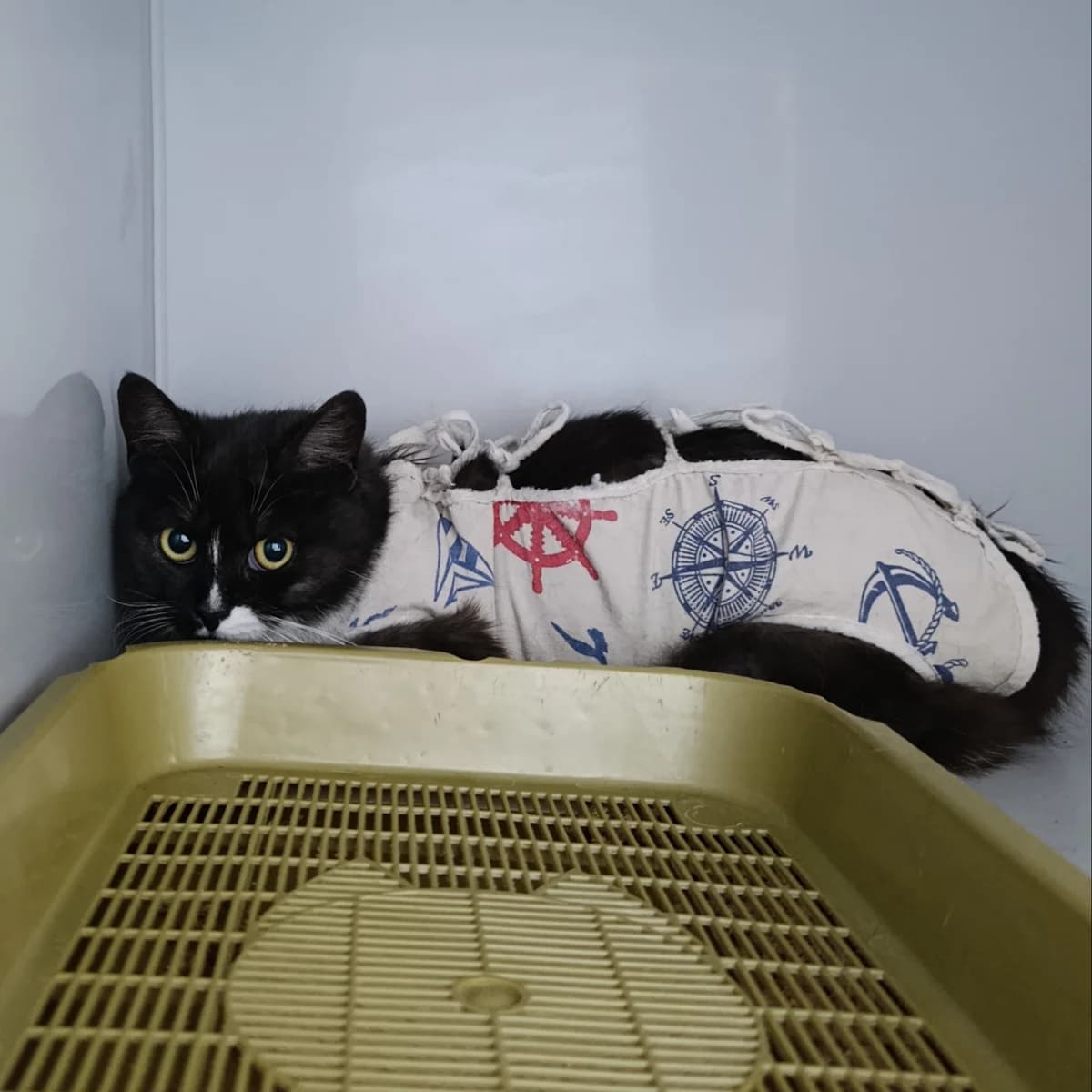 Mala-535 (Мала-535), female young mixed breed for adoption at LKP Lev Lviv, Lviv