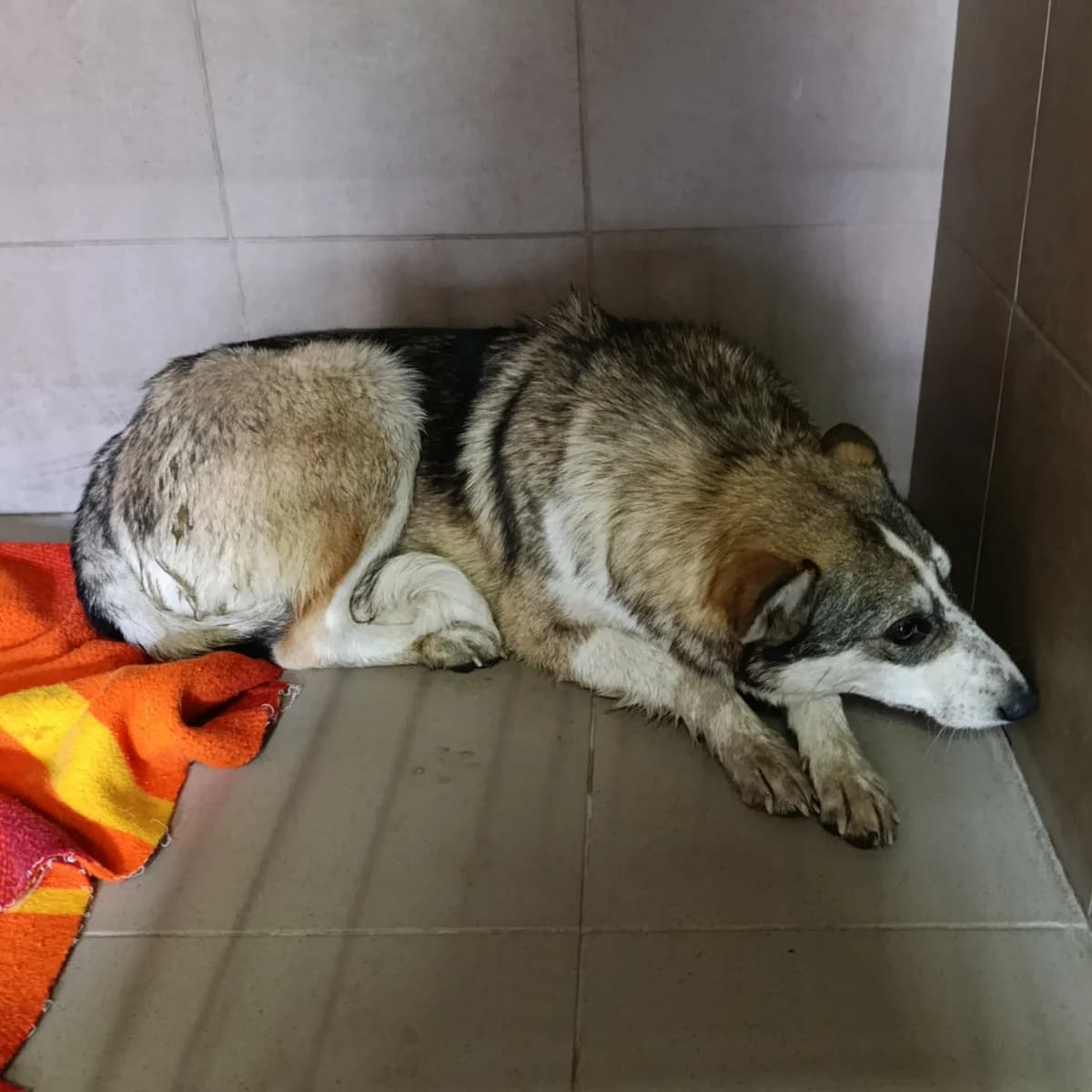 Dzhul-022 (Джул-022), female young mixed breed for adoption at LKP Lev Lviv, Lviv