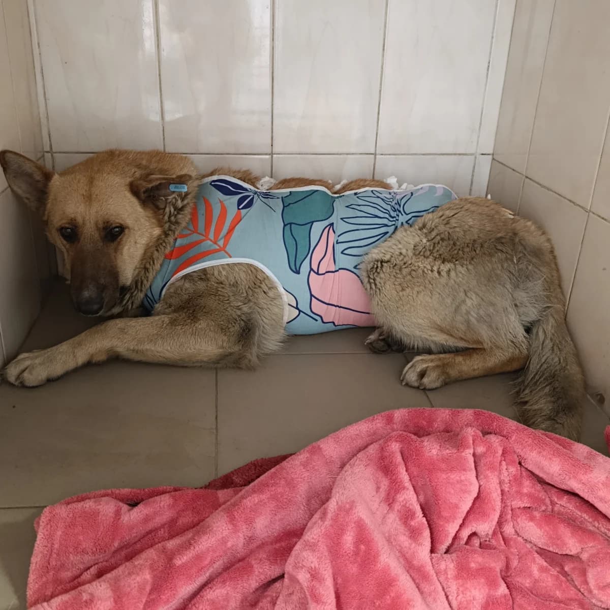 Rudnichka-023 (Рудничка-023), female 5yo mixed breed for adoption at LKP Lev Lviv, Lviv