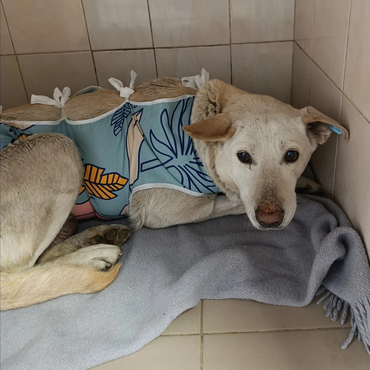 Lemurka-024 (Лемурка-024), female 5yo mixed breed for adoption at LKP Lev Lviv, Lviv