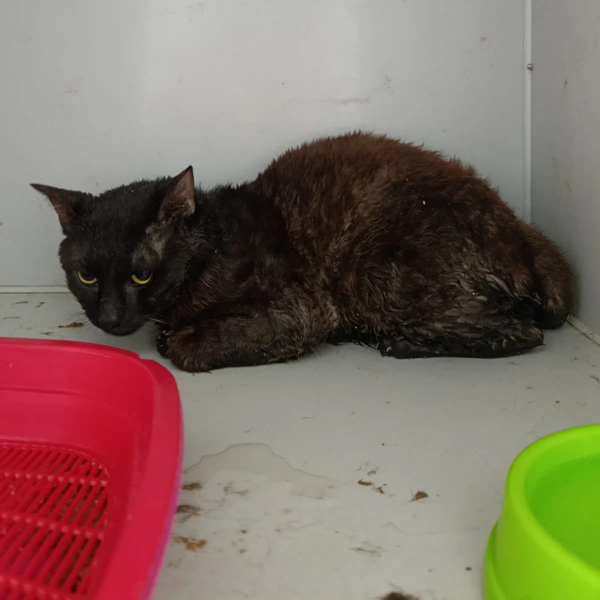 Tyulpan-537 (Тюльпан-537), male mixed breed for adoption at LKP Lev Lviv, Lviv