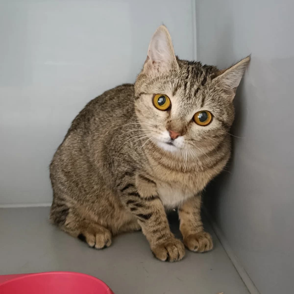 Pigulka-538 (Пігулка-538), female 3yo mixed breed for adoption at LKP Lev Lviv, Lviv