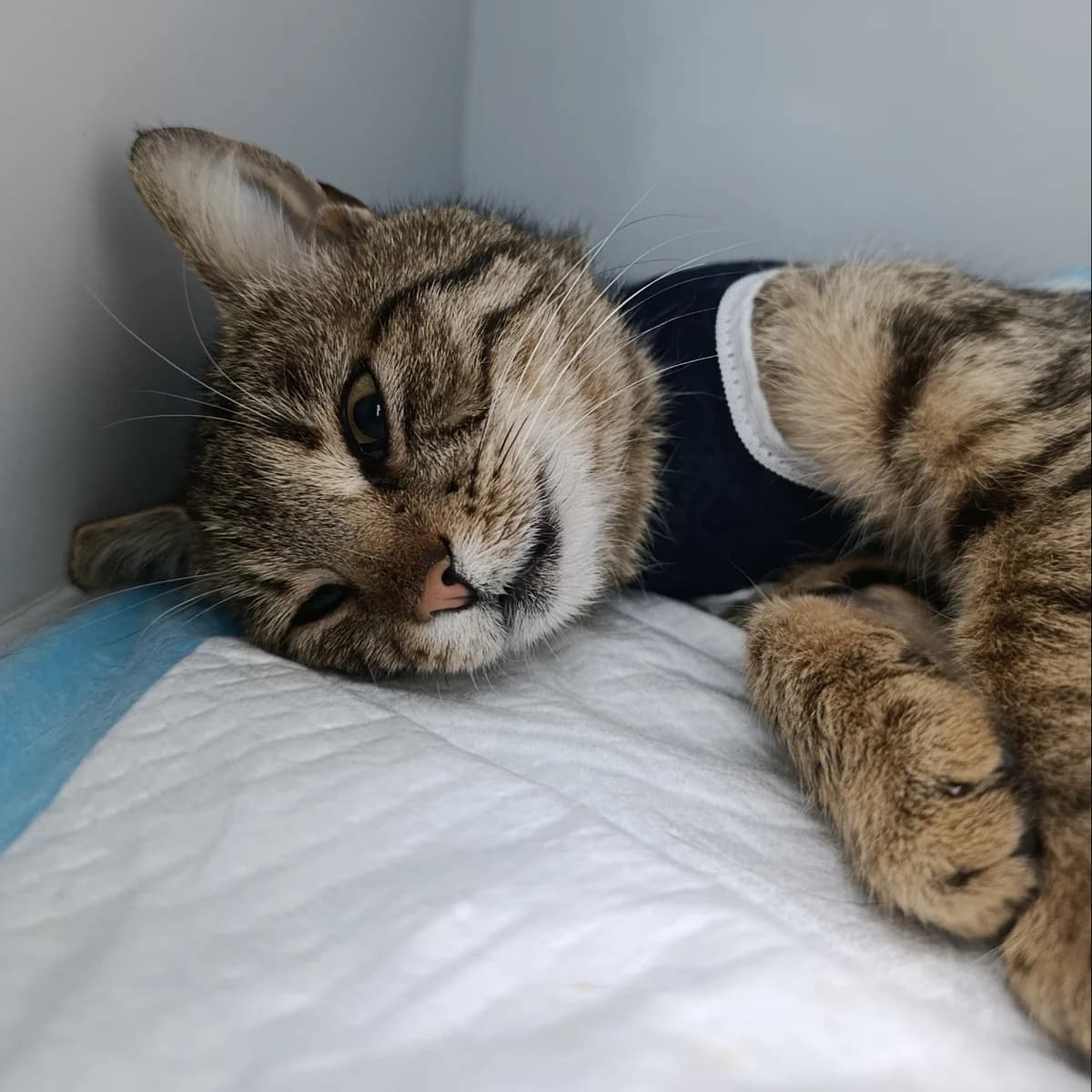 Barbi-539 (Барбі-539), female young mixed breed for adoption at LKP Lev Lviv, Lviv