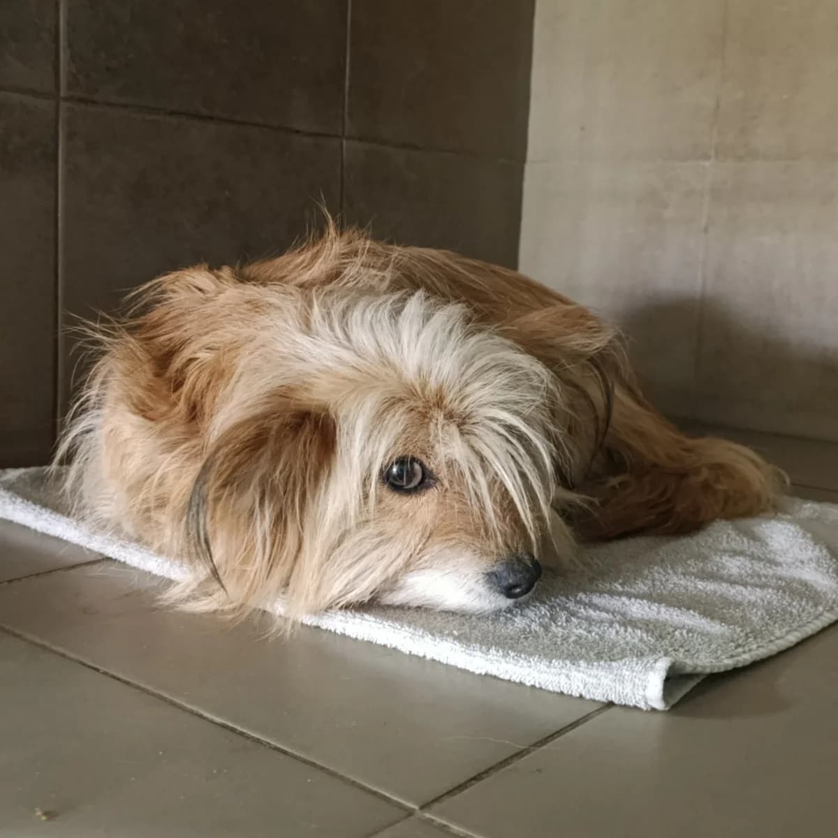 Tafi-023 (Тафі-023), female 5yo mixed breed for adoption at LKP Lev Lviv, Lviv