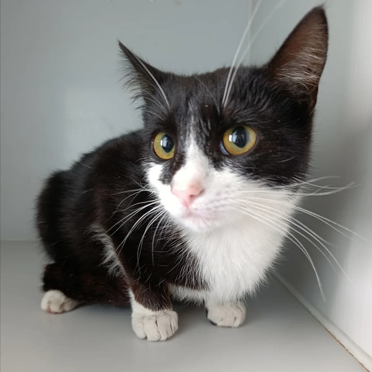 Pusya-540 (Пуся-540), female puppy mixed breed for adoption at LKP Lev Lviv, Lviv