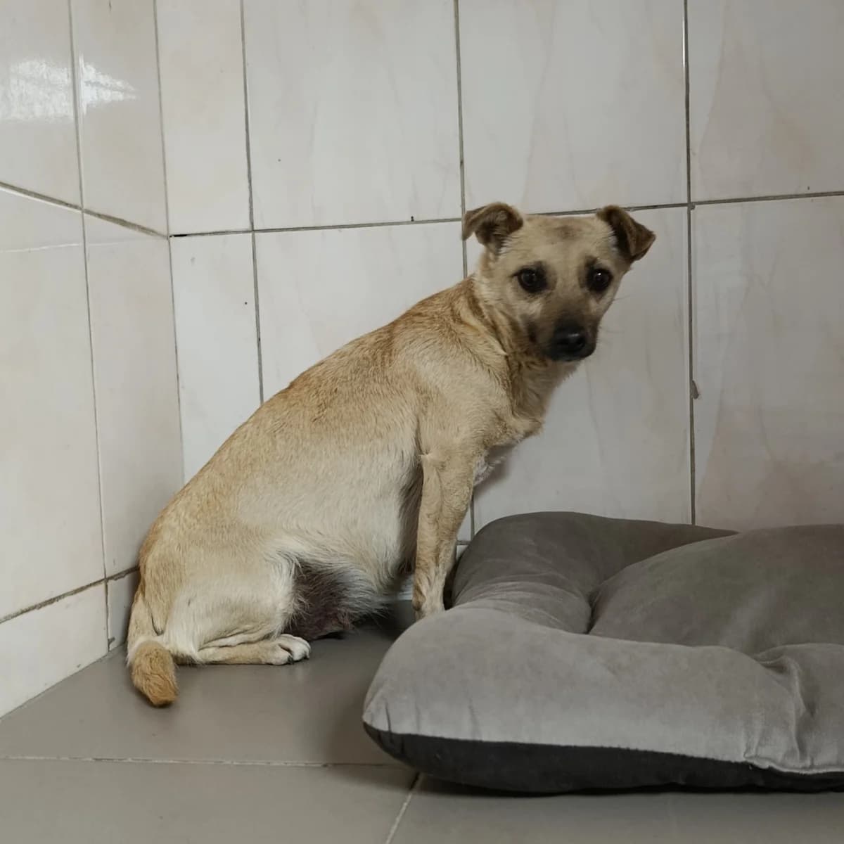 Lissa-241 (Лісса-241), female young mixed breed for adoption at LKP Lev Lviv, Lviv