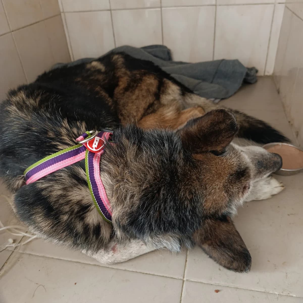 Profesor-240 (Професор-240), male senior mixed breed for adoption at LKP Lev Lviv, Lviv