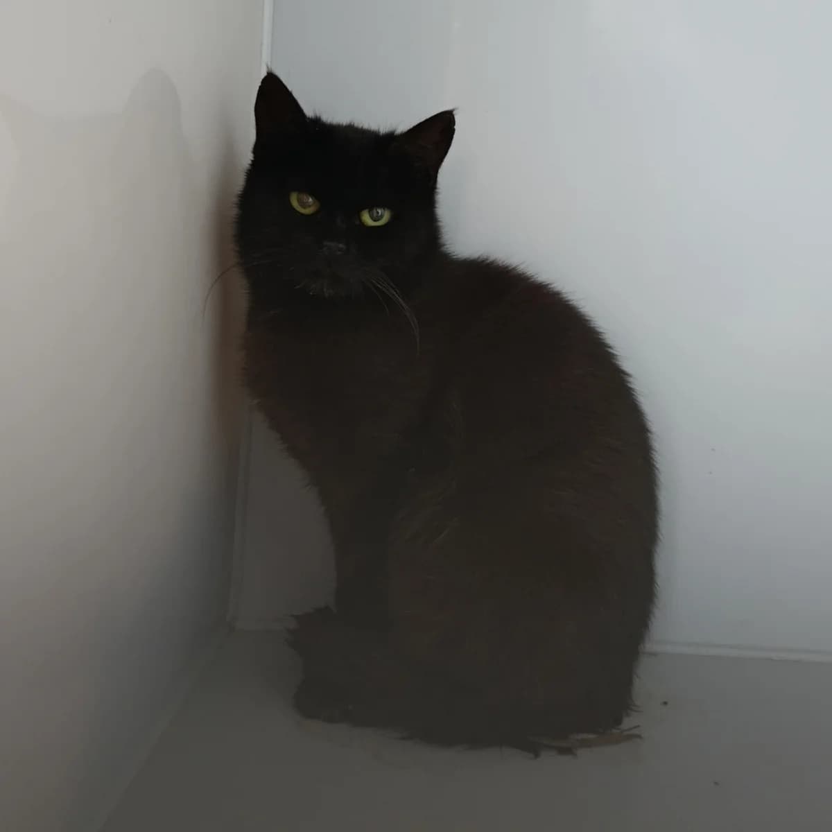 Chicha-578 (Чіча-578), female puppy mixed breed for adoption at LKP Lev Lviv, Lviv