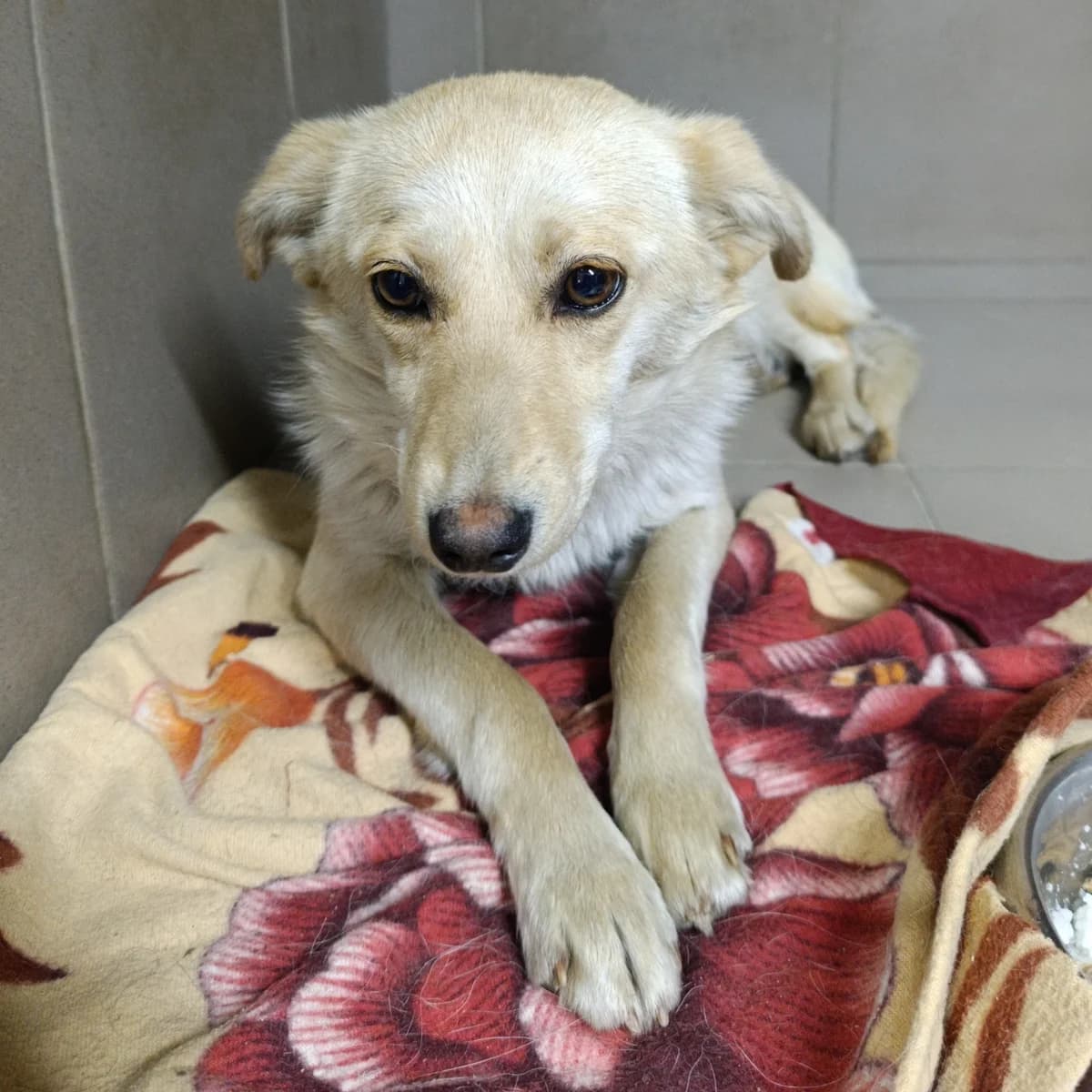 Merenga-027 (Меренга-027), female 4yo mixed breed for adoption at LKP Lev Lviv, Lviv